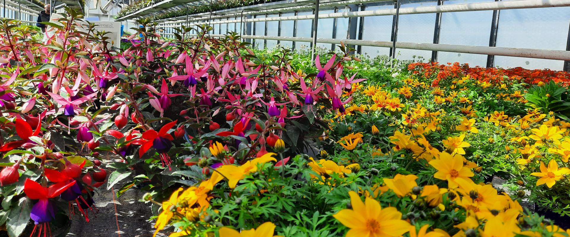 Talstein nursery - Flowers in the greenhouse