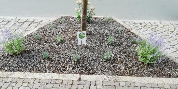 Planted tree slice in Talstrasse