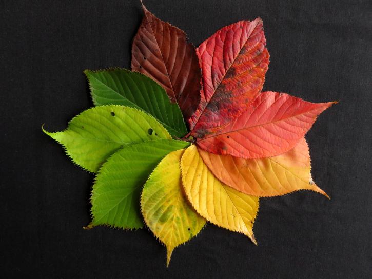 Autumn is colorful