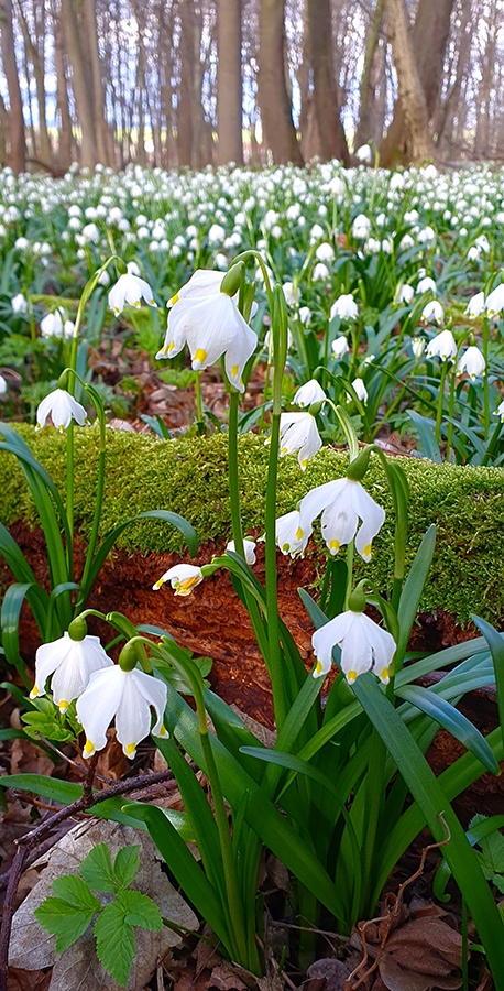 Wiese mit zahlreichen Märzenbechern, im Hintergrund ein Hain