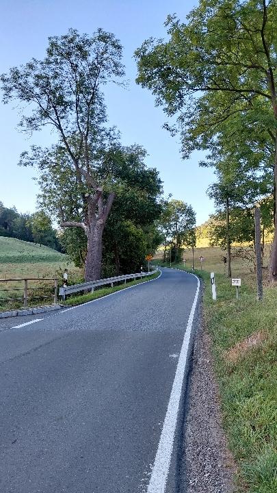 Baumpflegearbeiten