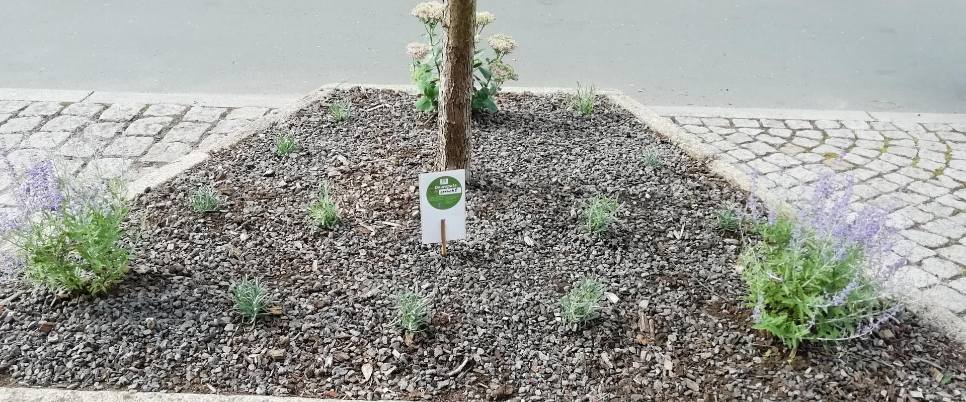 Planted tree slice in Talstrasse