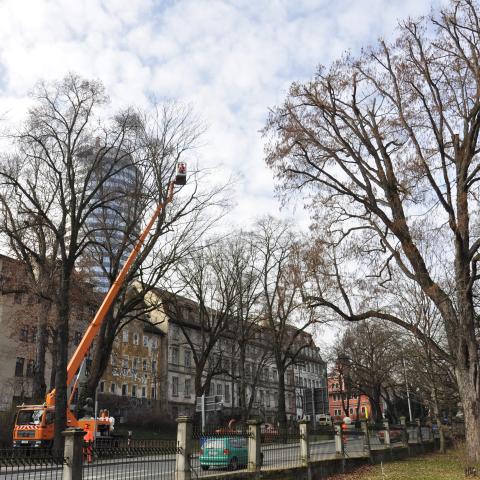 Baumpflege am Fürstengraben