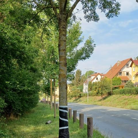 Versorgter Unfallbaum in der Eisenberger Straße