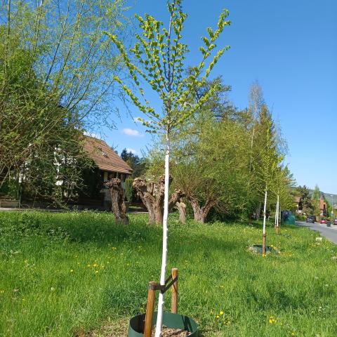 Jungbaum mit Gießring