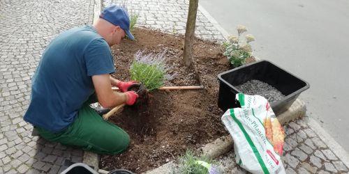 Planting of a tree slice in Talstrasse