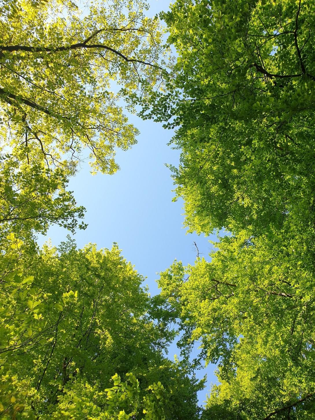 Forest bathing