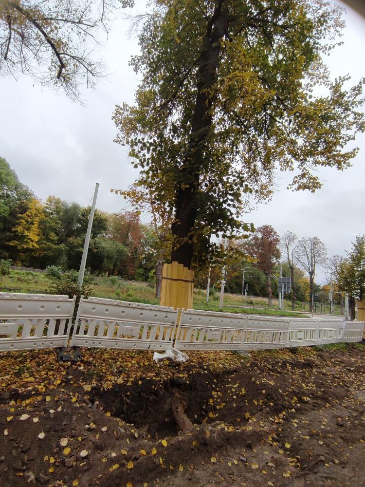 Baumfällung an der Kahlaischen Straße