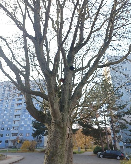 Tree Removal on Kastanienstraße: Serviceberries