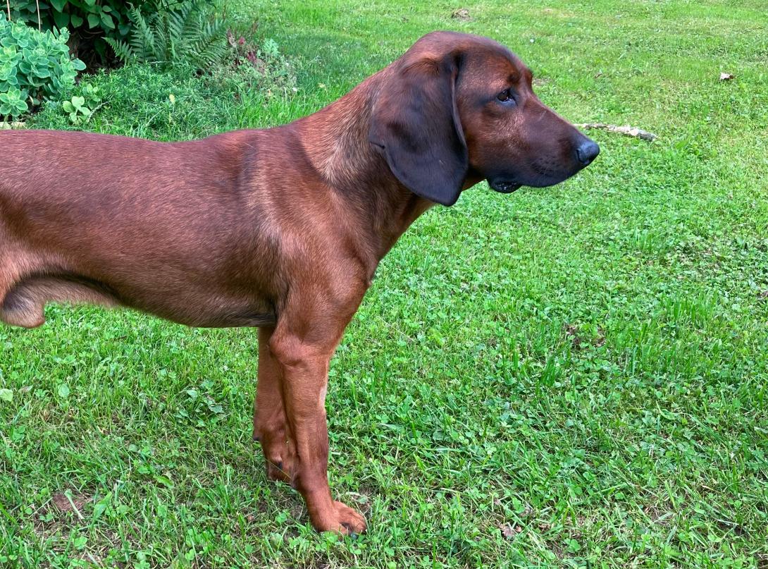 Jagdhund Jeff