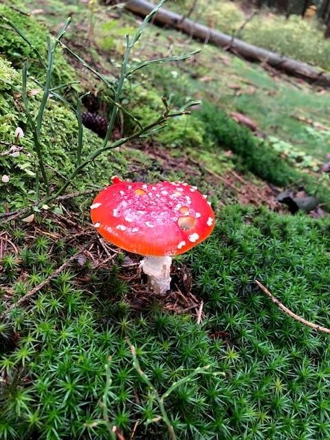 Fliegenpilz