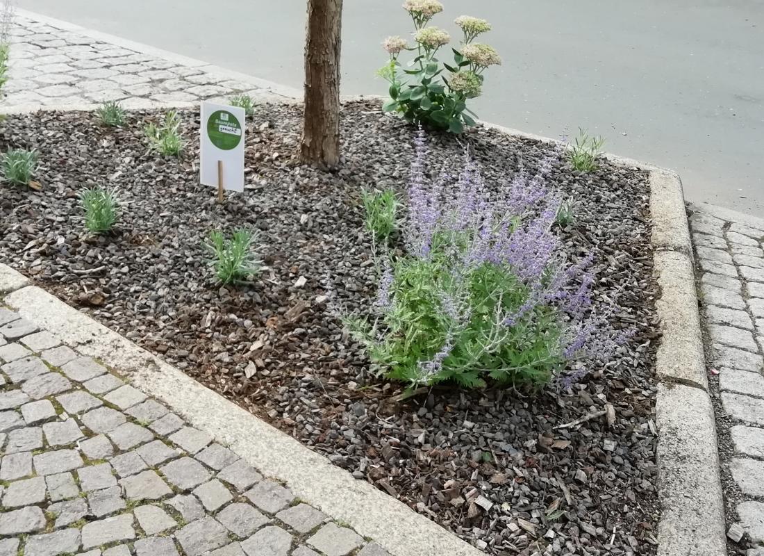 Bepflanzte Baumscheibe in der Talstrasse