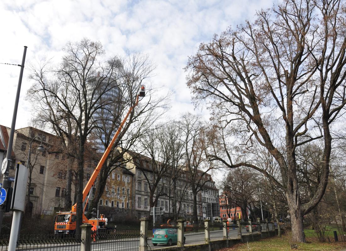 Baumpflege am Fürstengraben