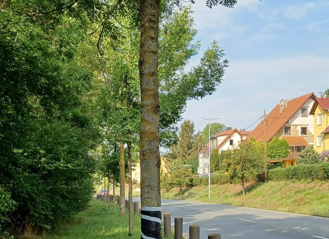 Versorgter Unfallbaum in der Eisenberger Straße