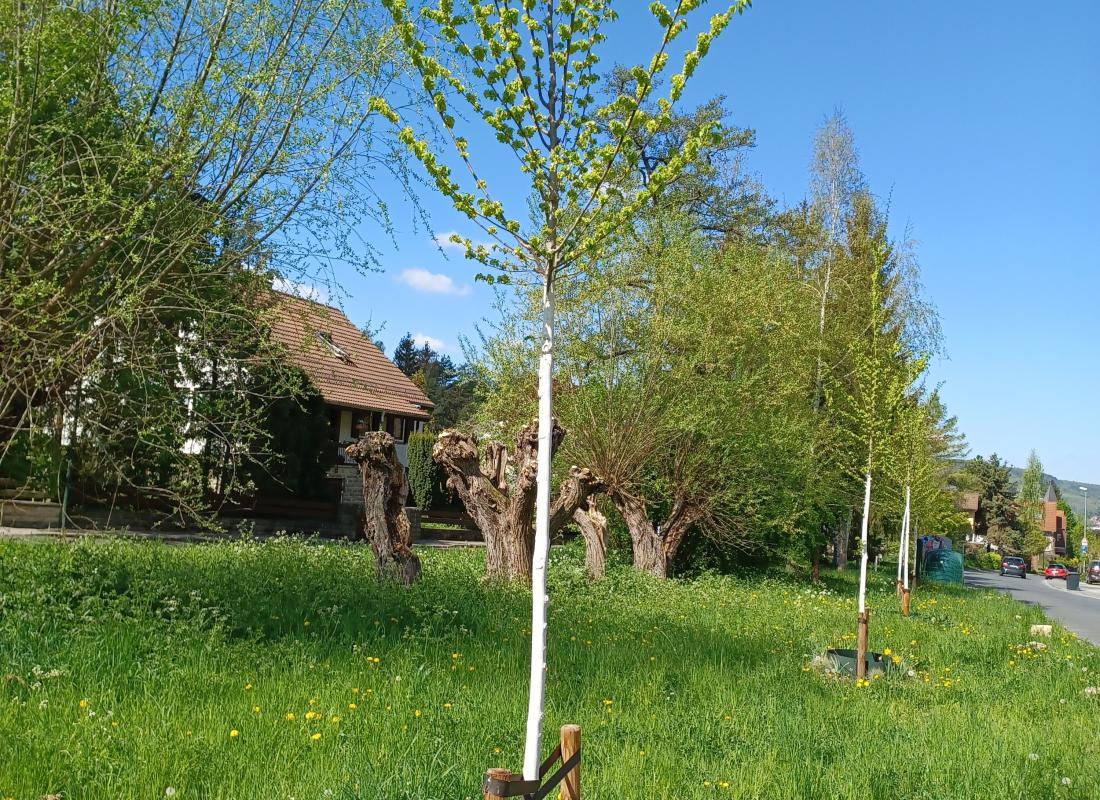 Jungbaum mit Gießring