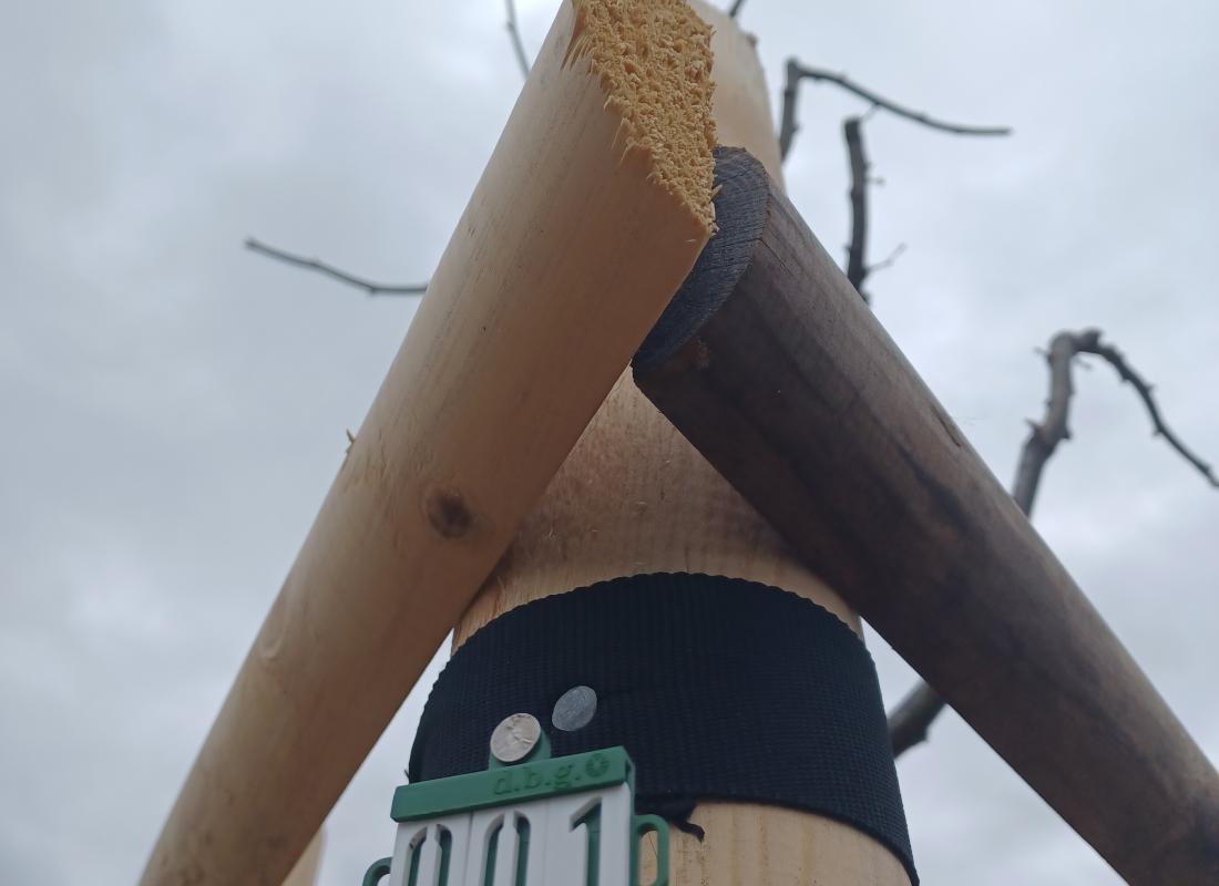 Baumnummer – Beispiel grün/weiß (KSJ Baumpflege)