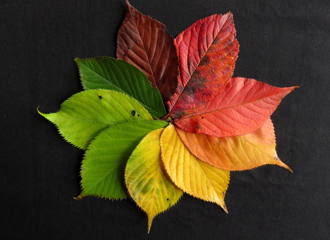 Der Herbst ist bunt