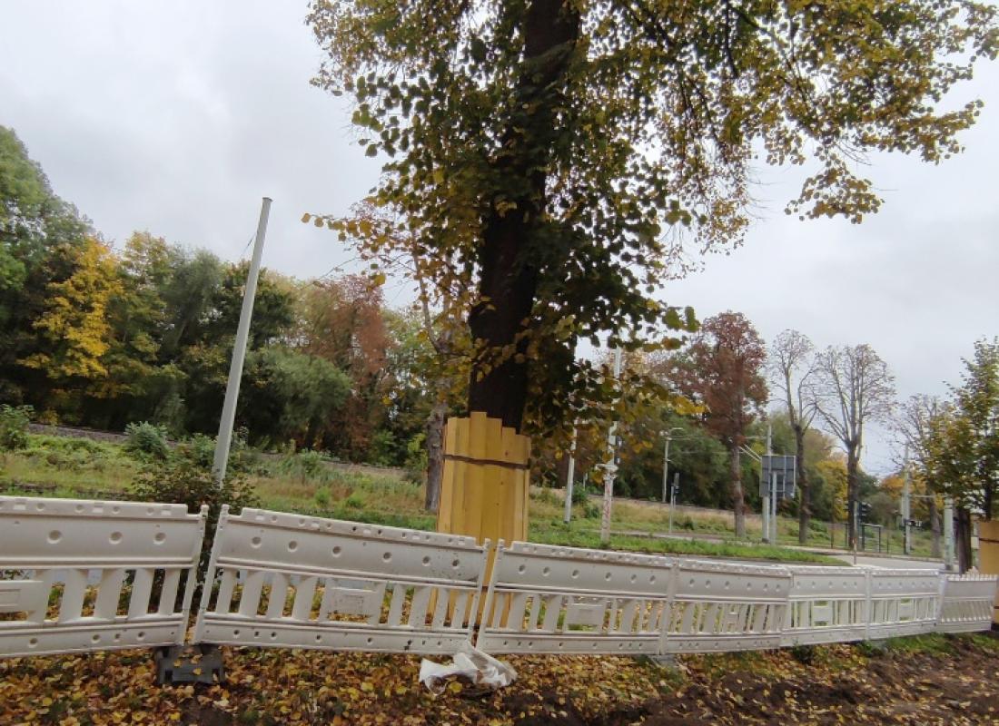 Baumfällung an der Kahlaischen Straße
