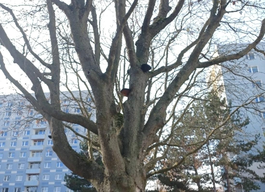 Tree Removal on Kastanienstraße: Serviceberries