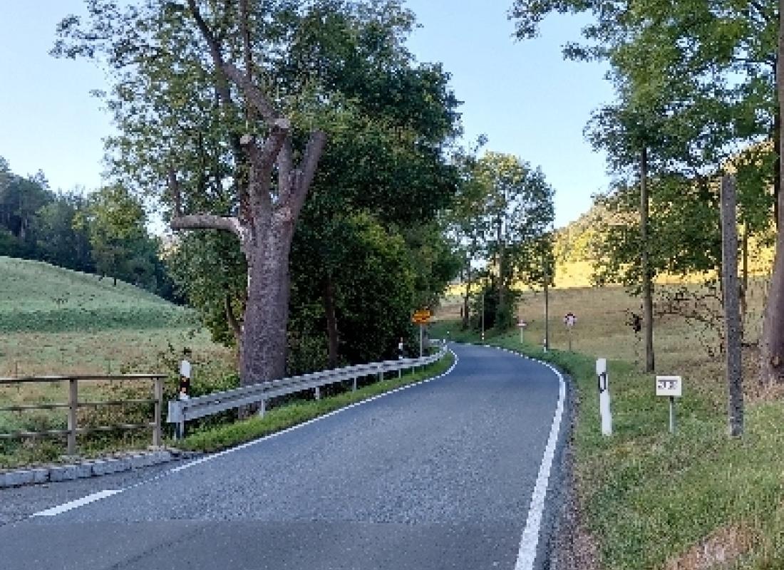 Baumpflegearbeiten