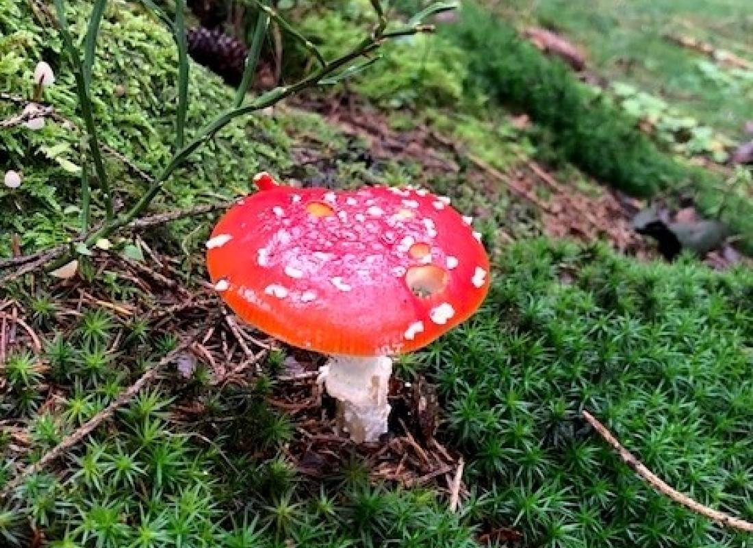 Fliegenpilz